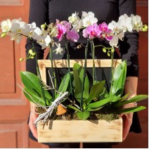 Aranjament cu trei plante de orhidee