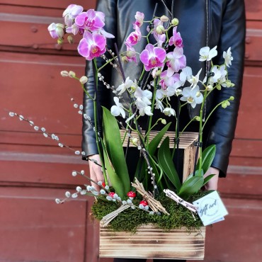 Aranjament cu trei plante de orhidee 