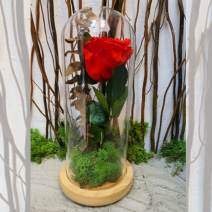 Cupolă de sticlă cu trandafir stabilizat roșu