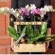 Aranjamente cu plante Aranjamente cu plante